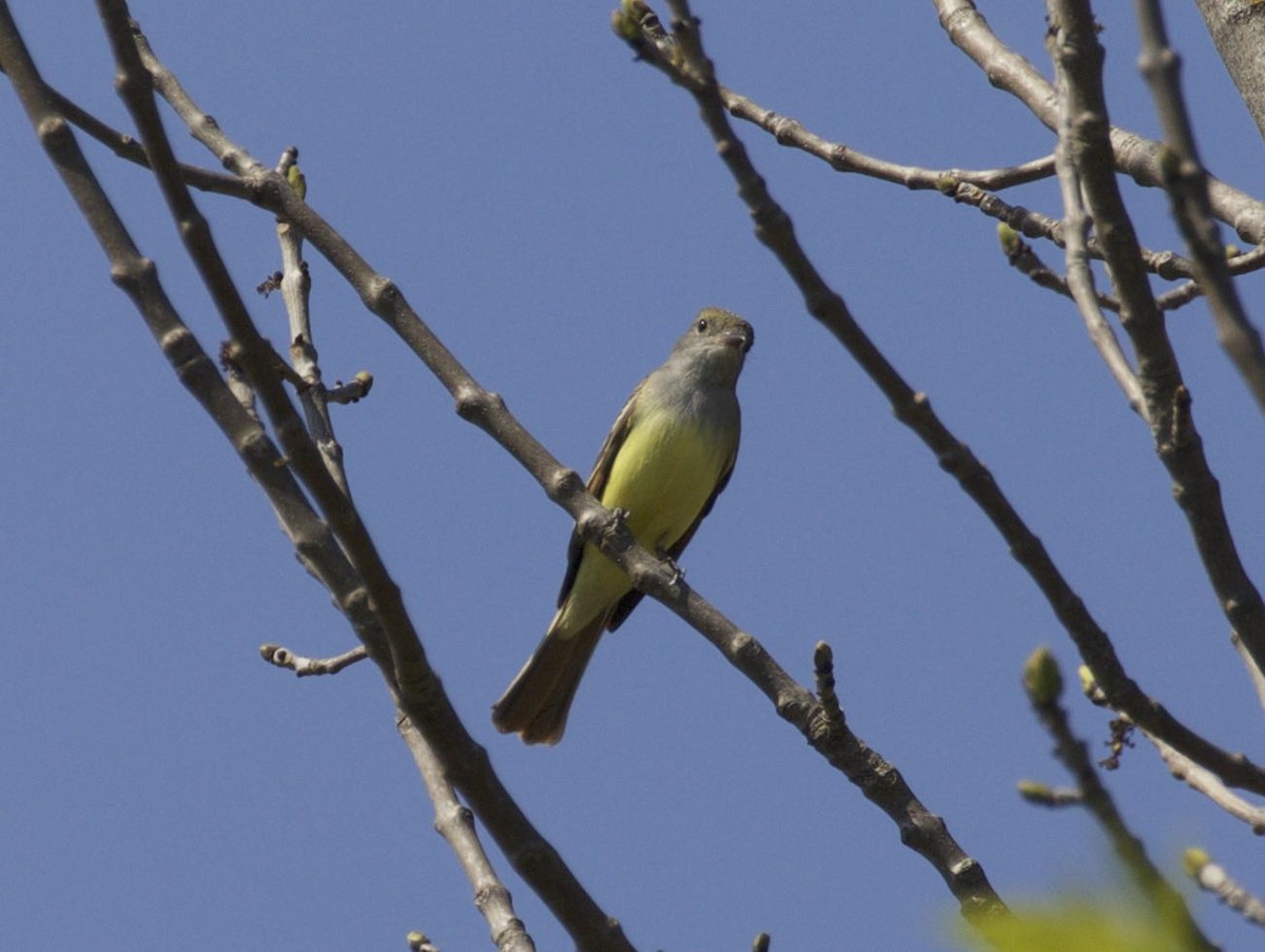 Great Crested Flycatcher - Mary Backus