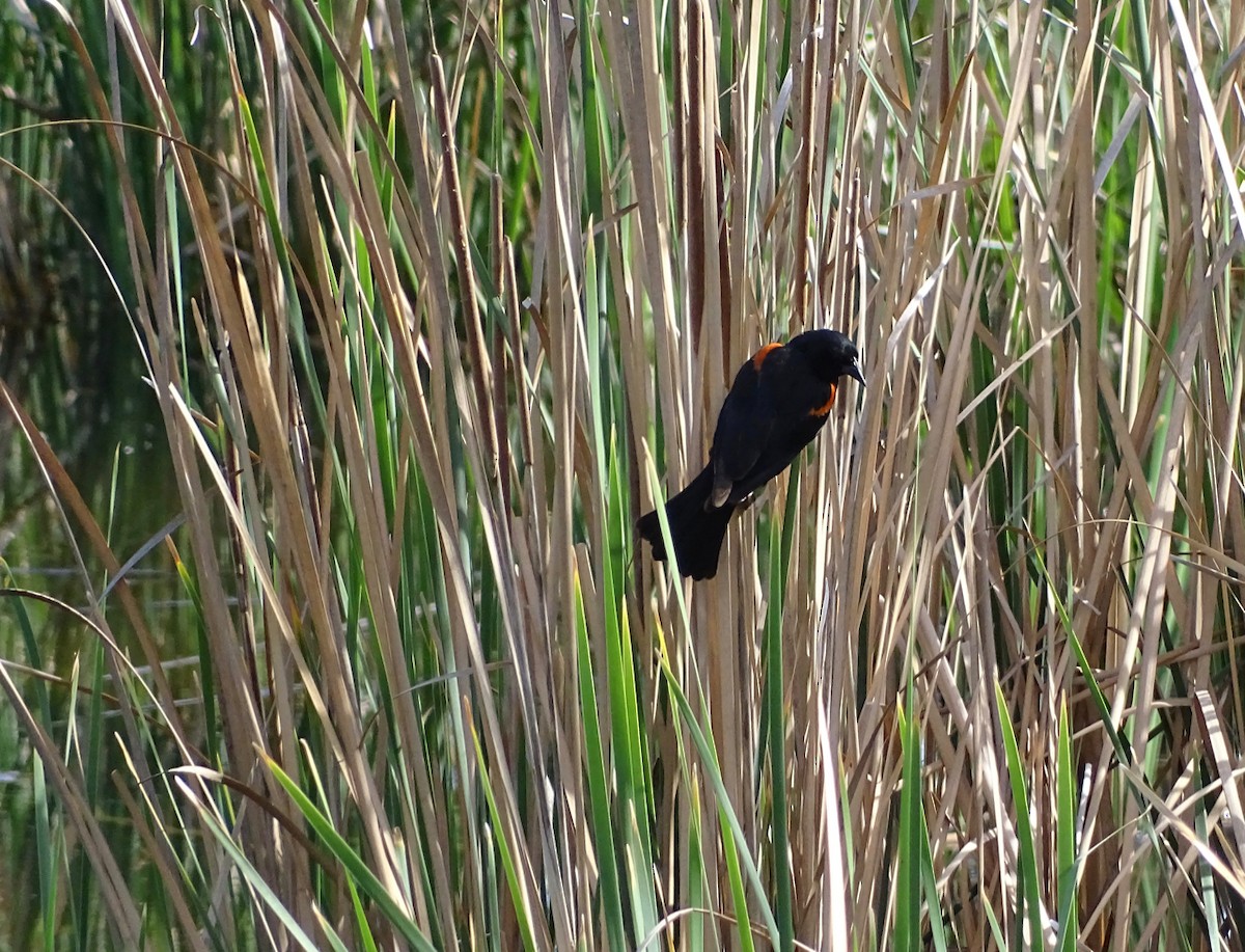 Red-winged Blackbird - Thomas Turner