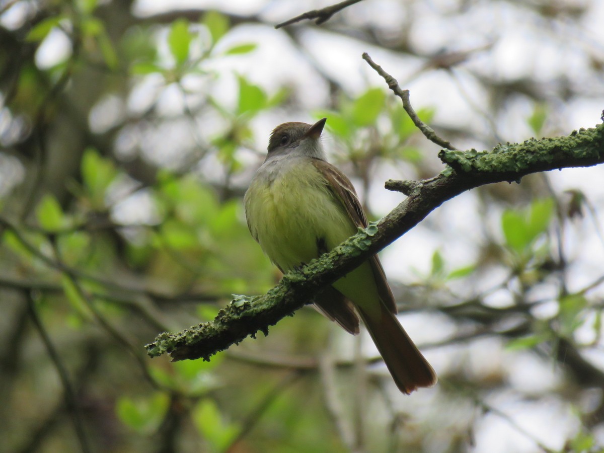 Great Crested Flycatcher - Alec Humann