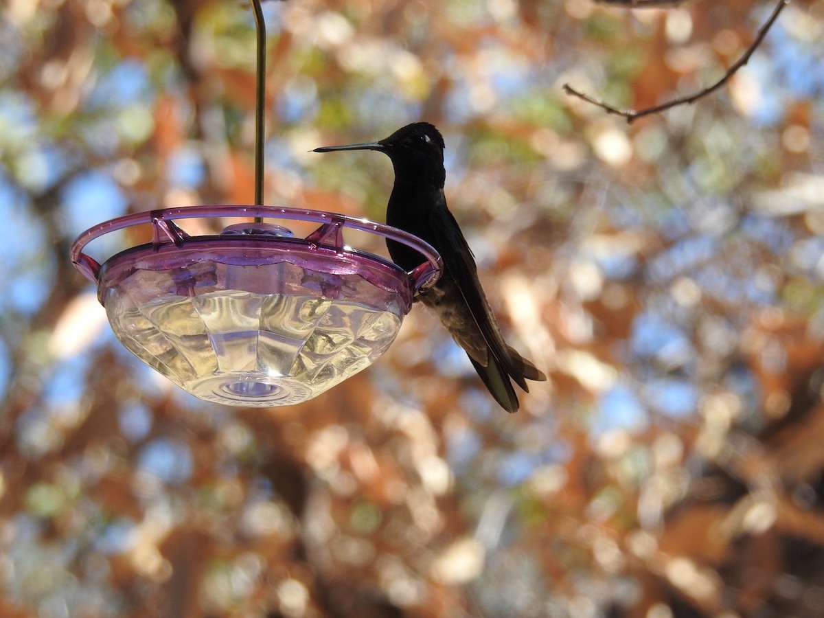 Rivoli's Hummingbird - Kay Zagst