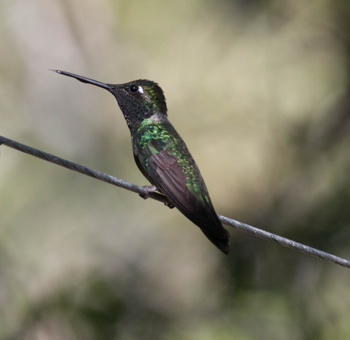 Rivoli's Hummingbird - Liz Shlapack