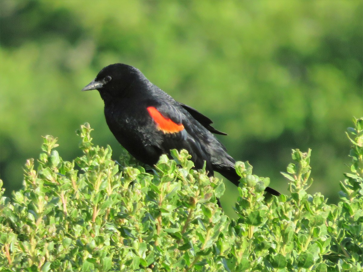 Red-winged Blackbird - Kent Forward
