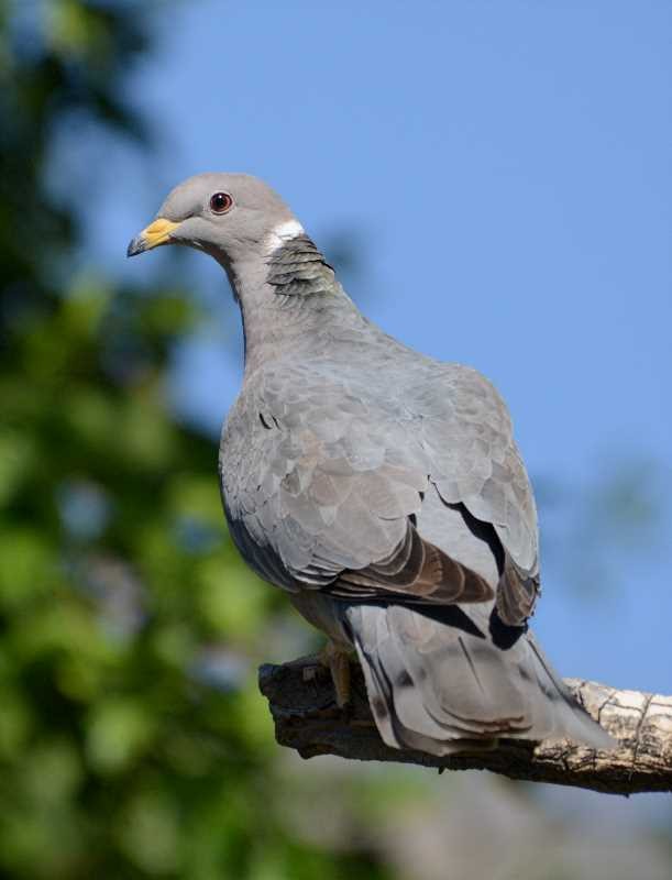 Band-tailed Pigeon - Jay Wilbur