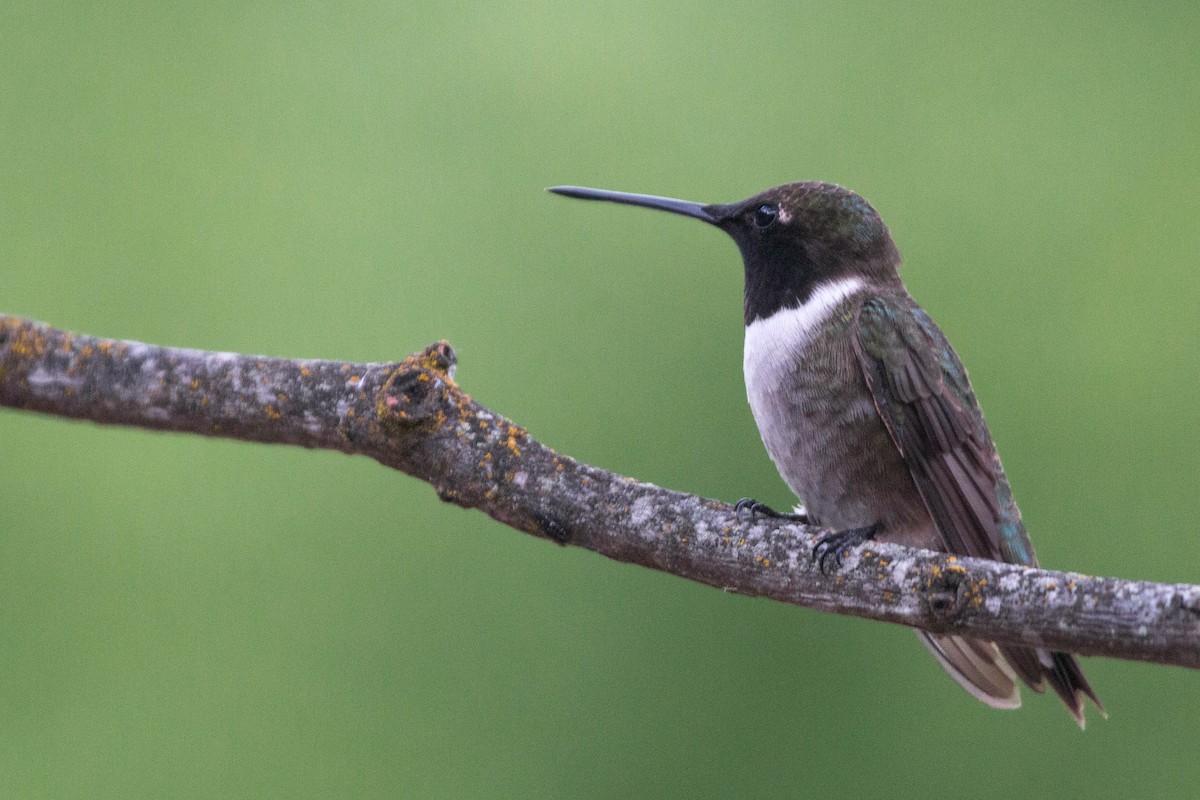 Black-chinned Hummingbird - ML100885171