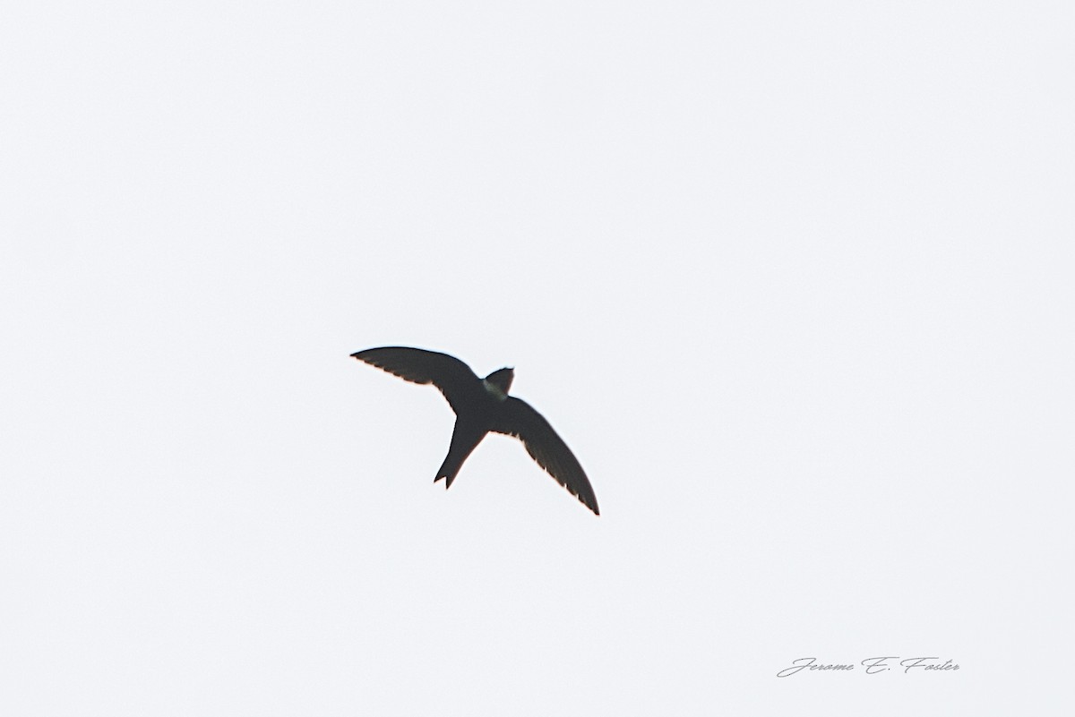 White-collared Swift - Jerome Foster