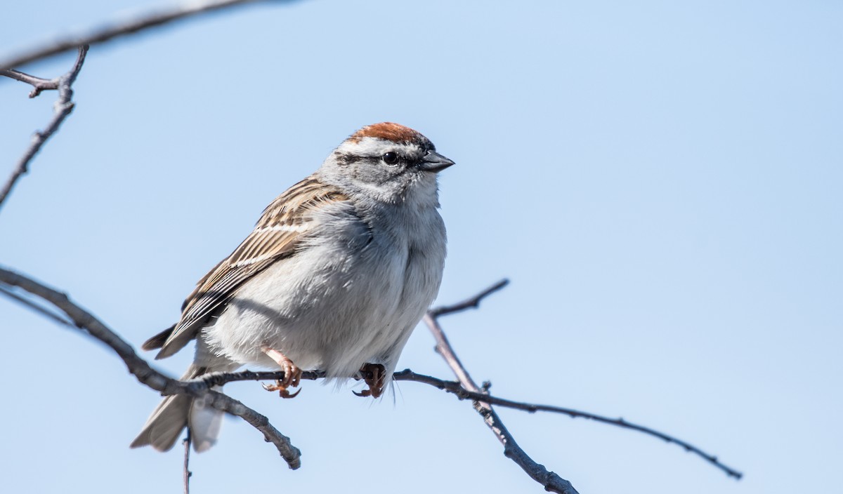 Chipping Sparrow - ML100888191