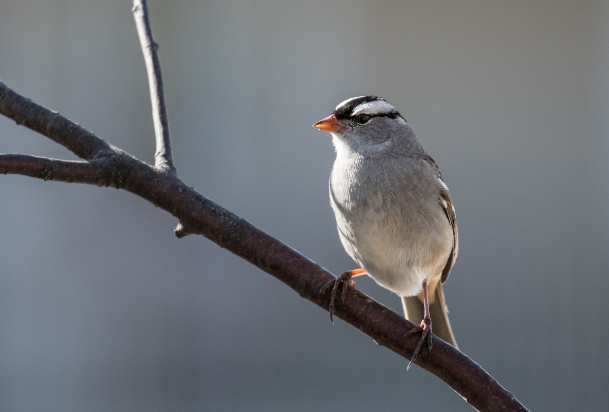 White-crowned Sparrow - Simon Boivin