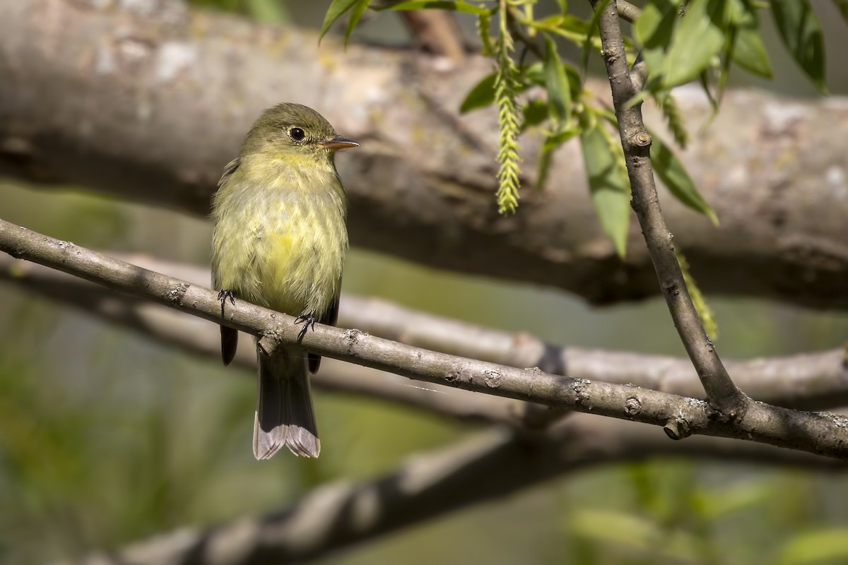 Yellow-bellied Flycatcher - Peter Darcy
