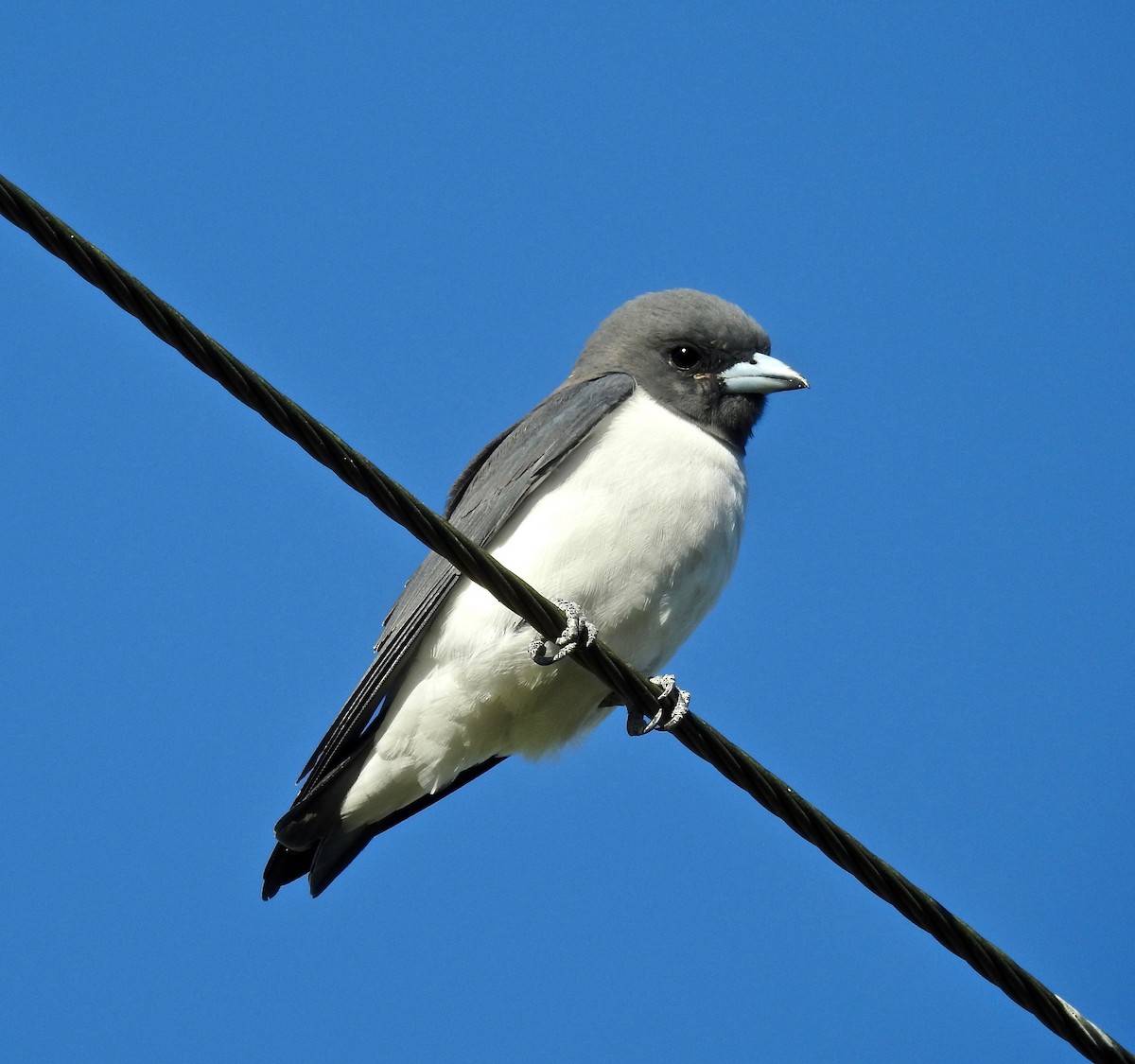 White-breasted Woodswallow - ML100889641