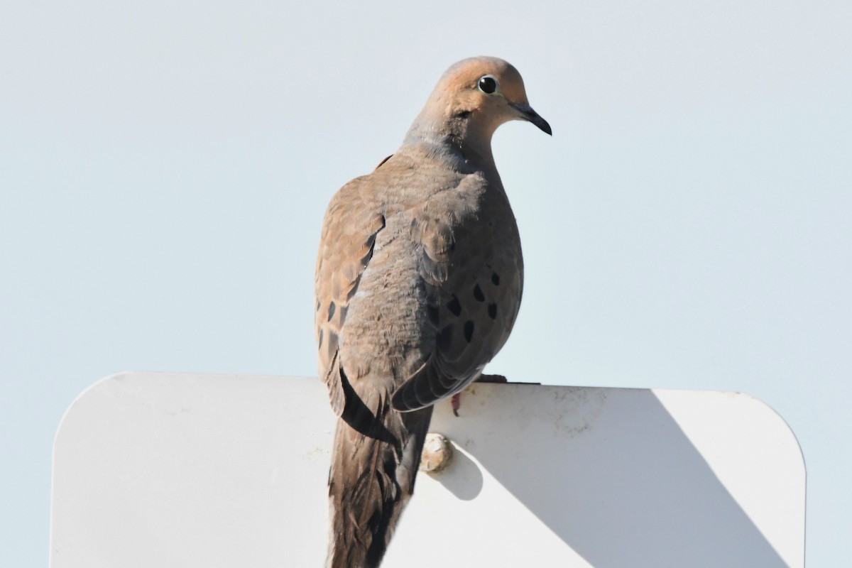 Mourning Dove - Cathryn Dippo