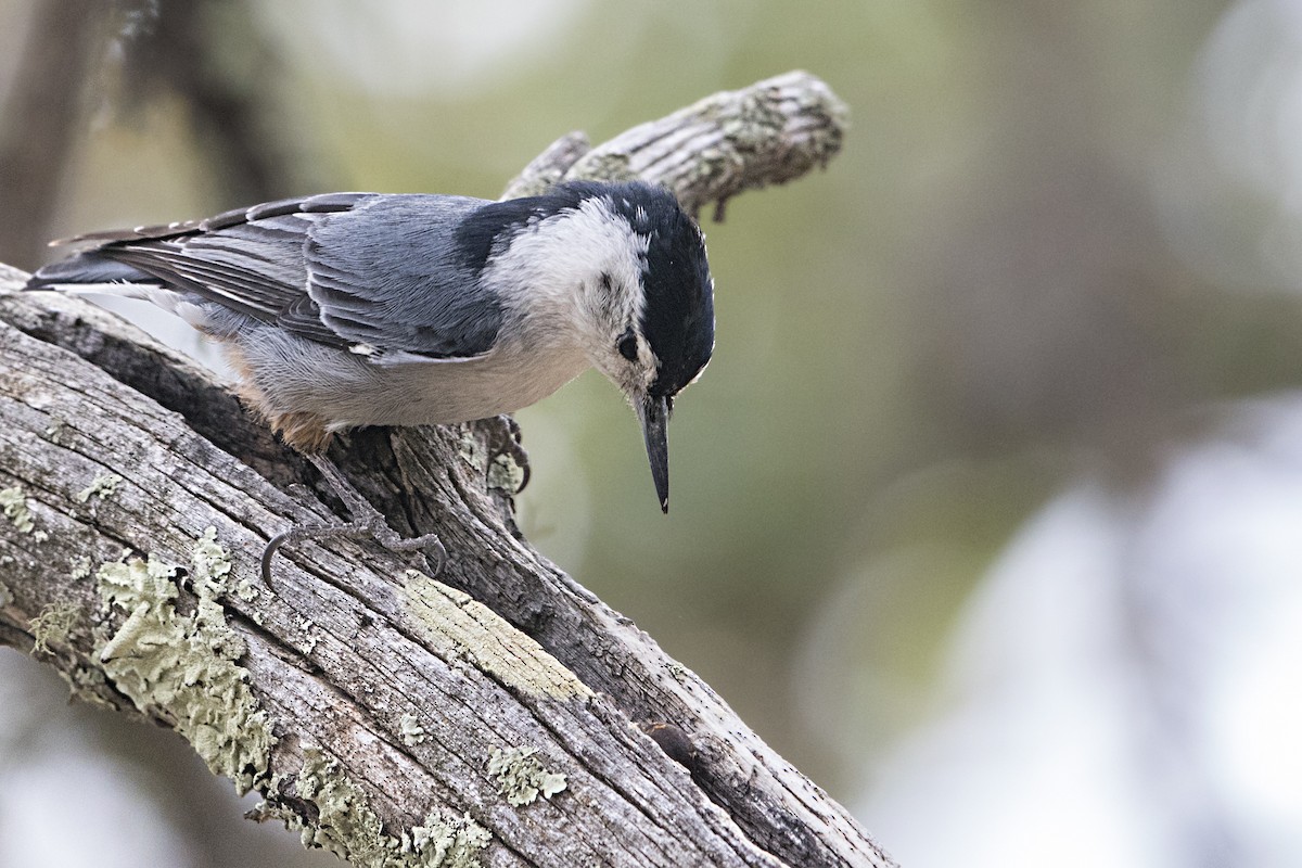 White-breasted Nuthatch - ML100891891