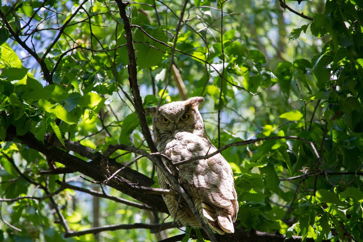 Great Horned Owl - ML100893511