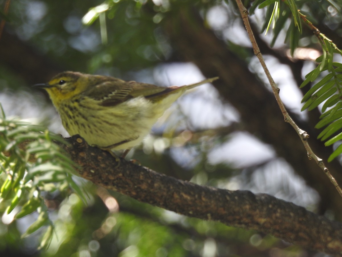 Cape May Warbler - ML100897911