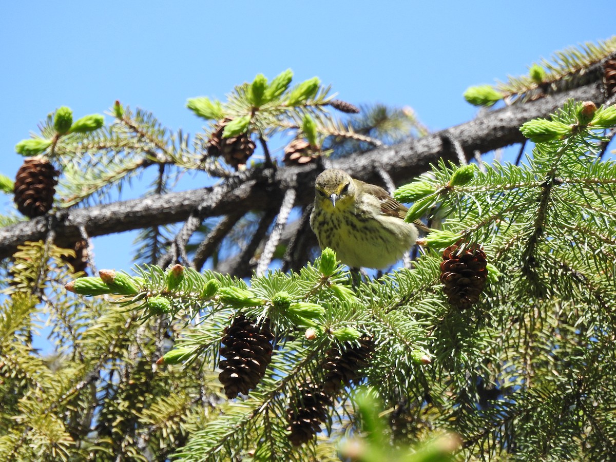 Cape May Warbler - ML100897921