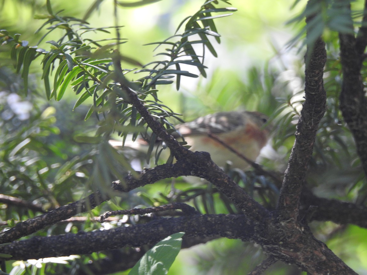 Bay-breasted Warbler - ML100898011