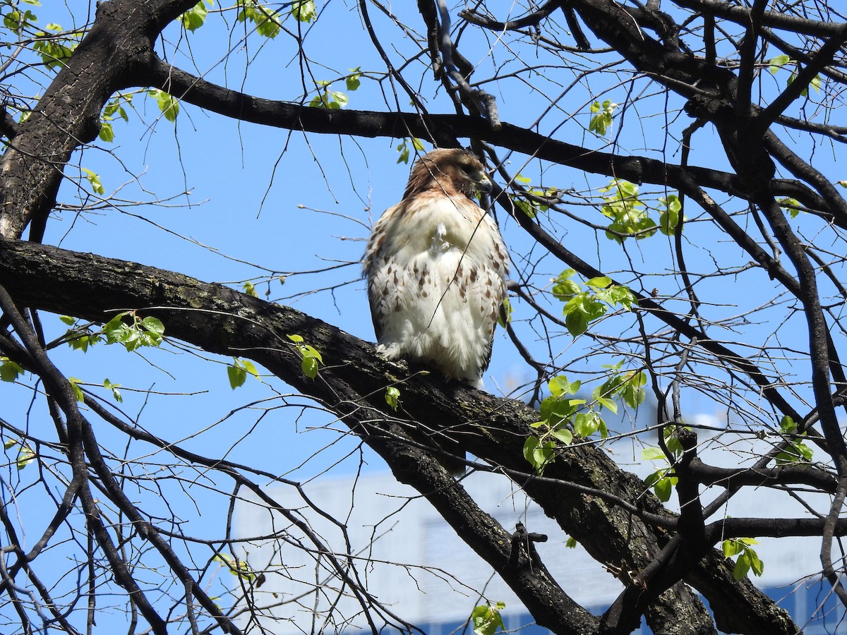 Red-tailed Hawk - Ella F