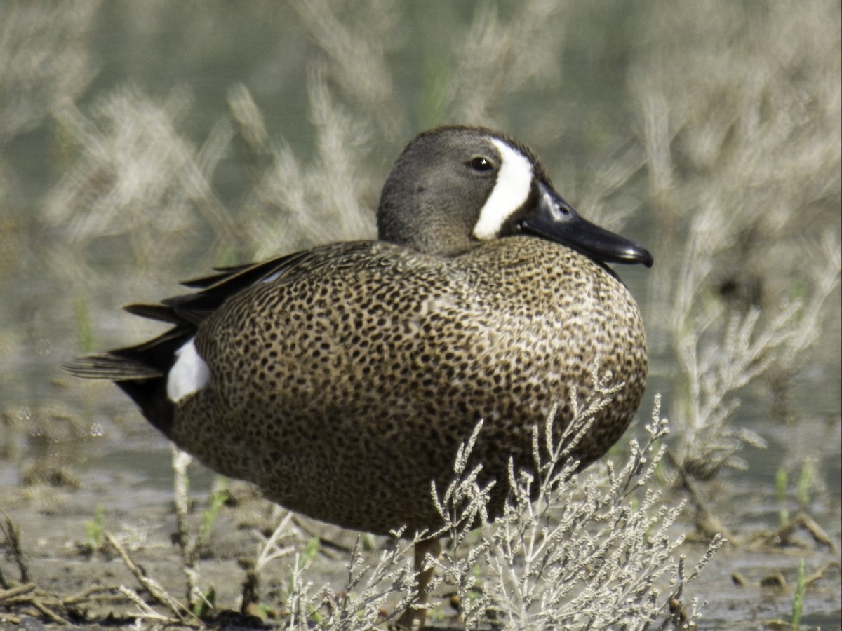 Blue-winged Teal - ML100904181