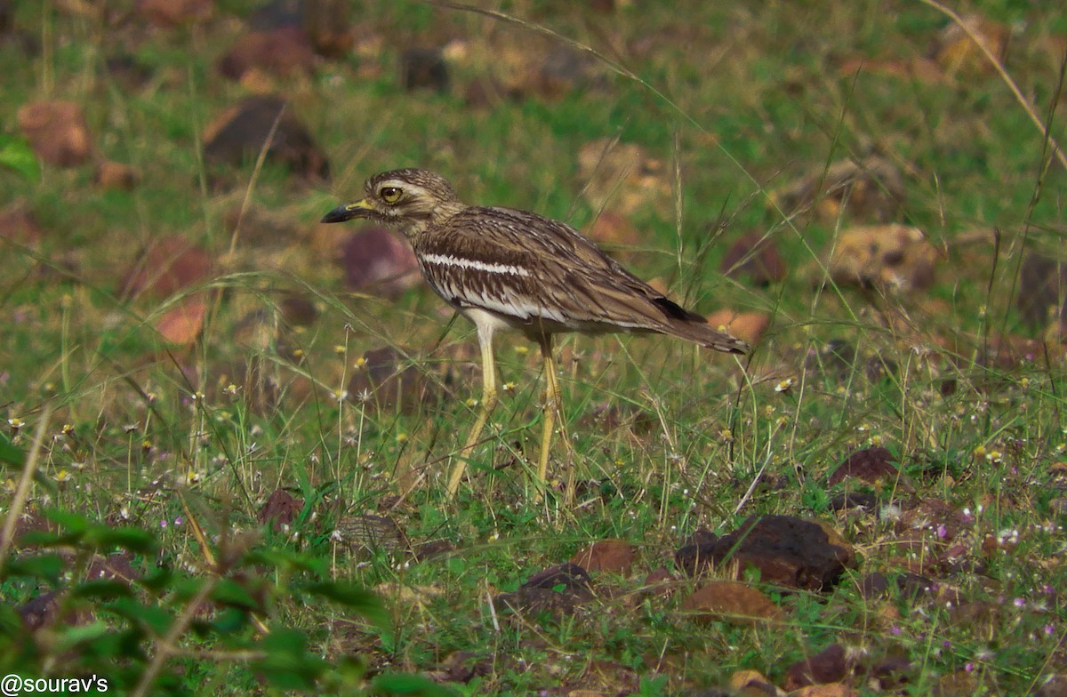 Indian Thick-knee - ML100905951