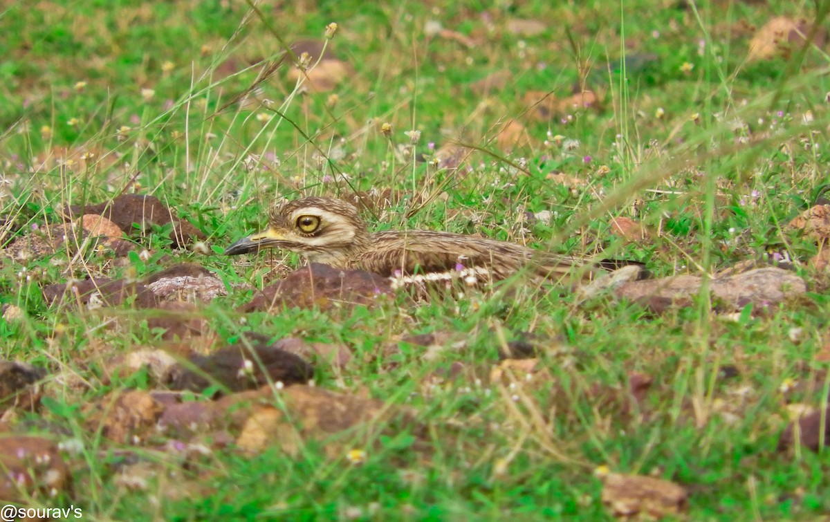 Indian Thick-knee - ML100905961