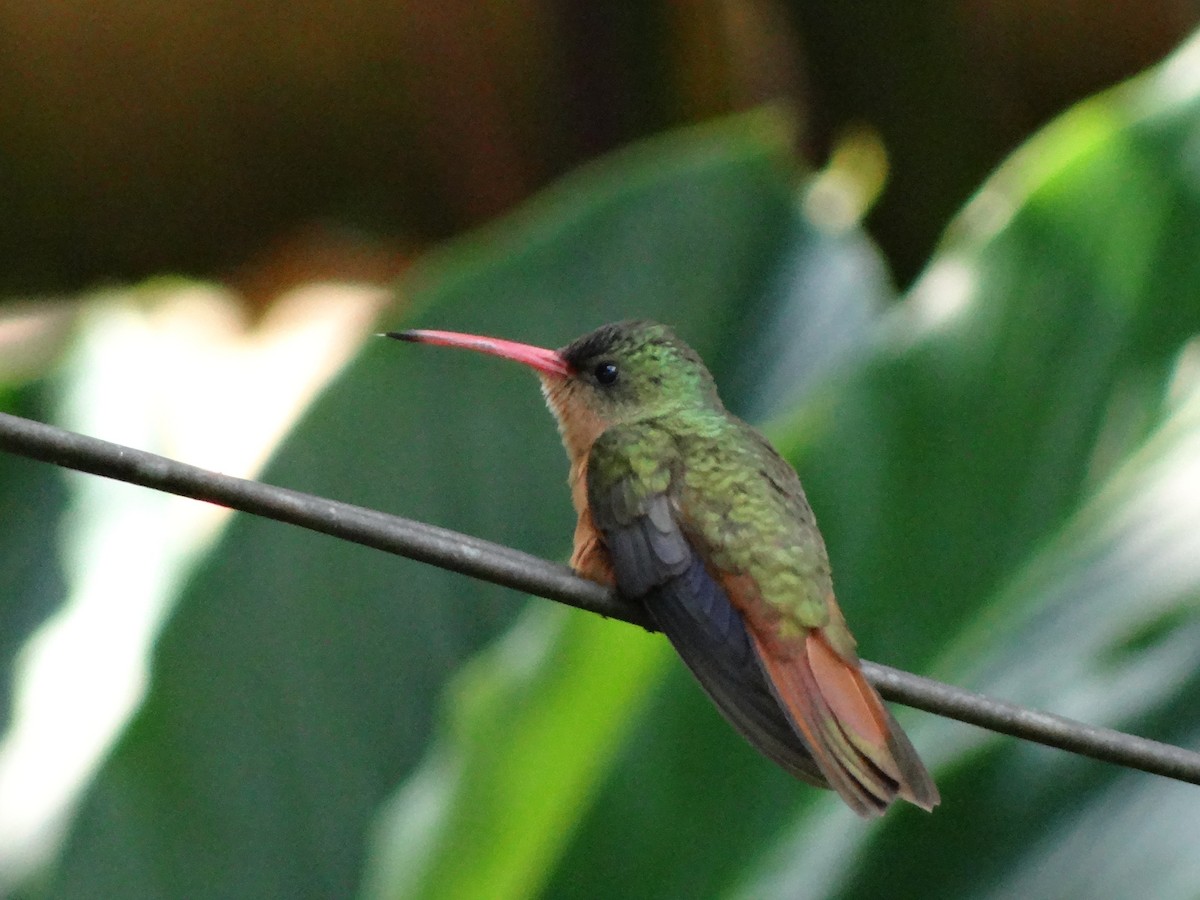 Cinnamon Hummingbird - Ichi Wildlife Tours