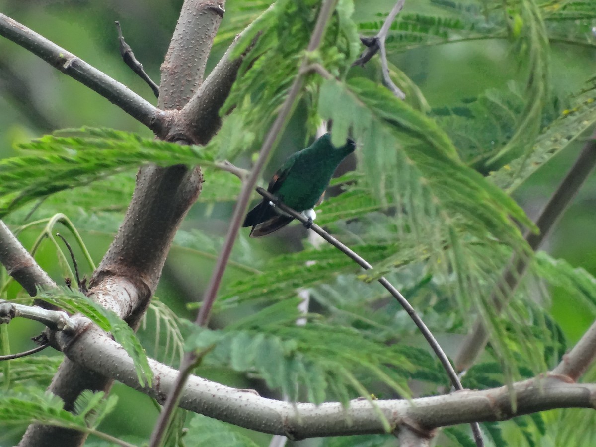 Blue-tailed Hummingbird - ML100906621