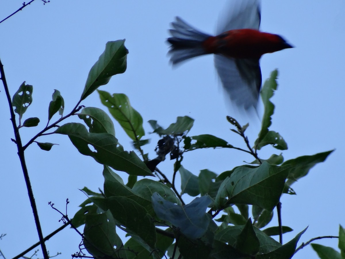 White-winged Tanager - ML100907521