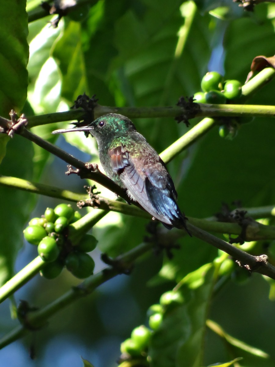 Blue-tailed Hummingbird - ML100907771