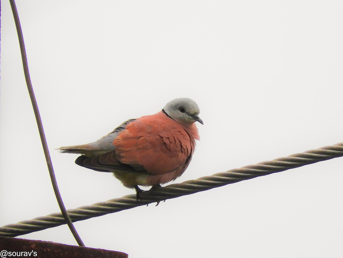 Red Collared-Dove - sourav maiti