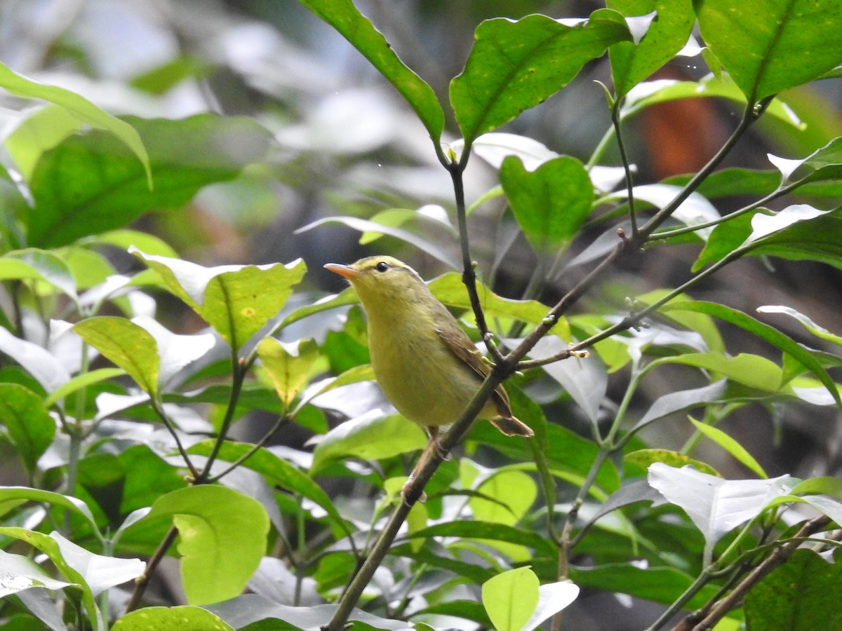 Sulphur-breasted Warbler - Suebsawat Sawat-chuto