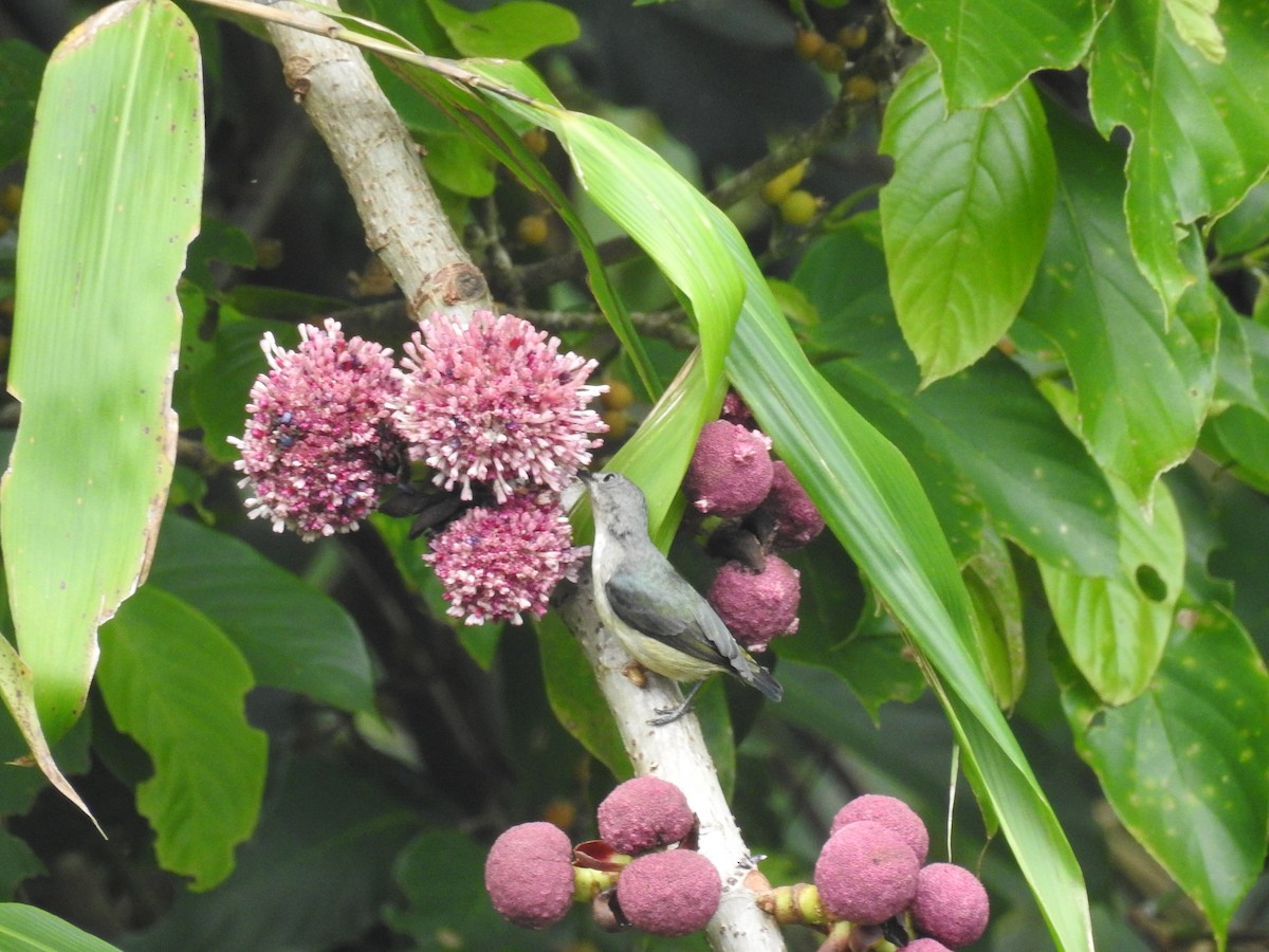 Cambodian Flowerpecker - Suebsawat Sawat-chuto