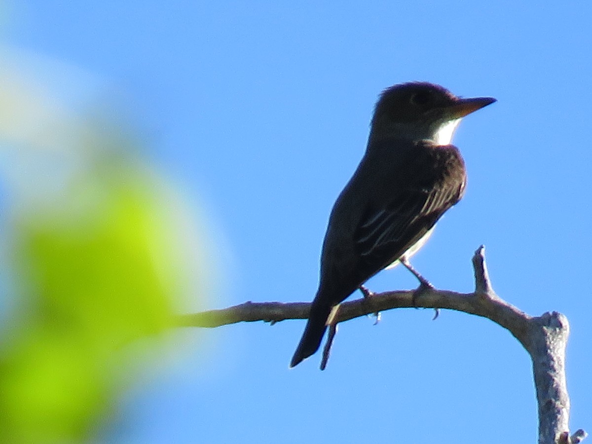 Olive-sided Flycatcher - Robert Theriault
