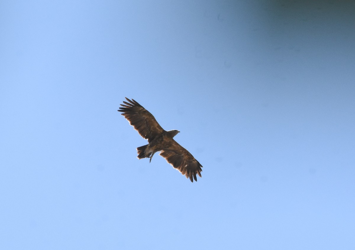 Lesser Spotted Eagle - ML100911021