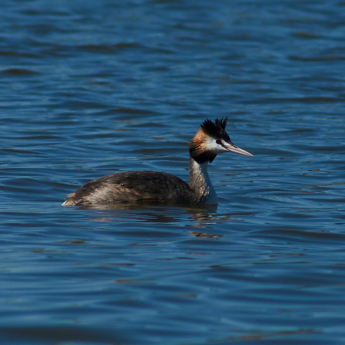 Great Crested Grebe - Sara Young