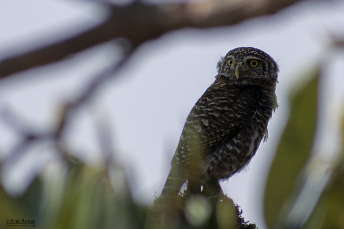 Collared Owlet - ML100916711
