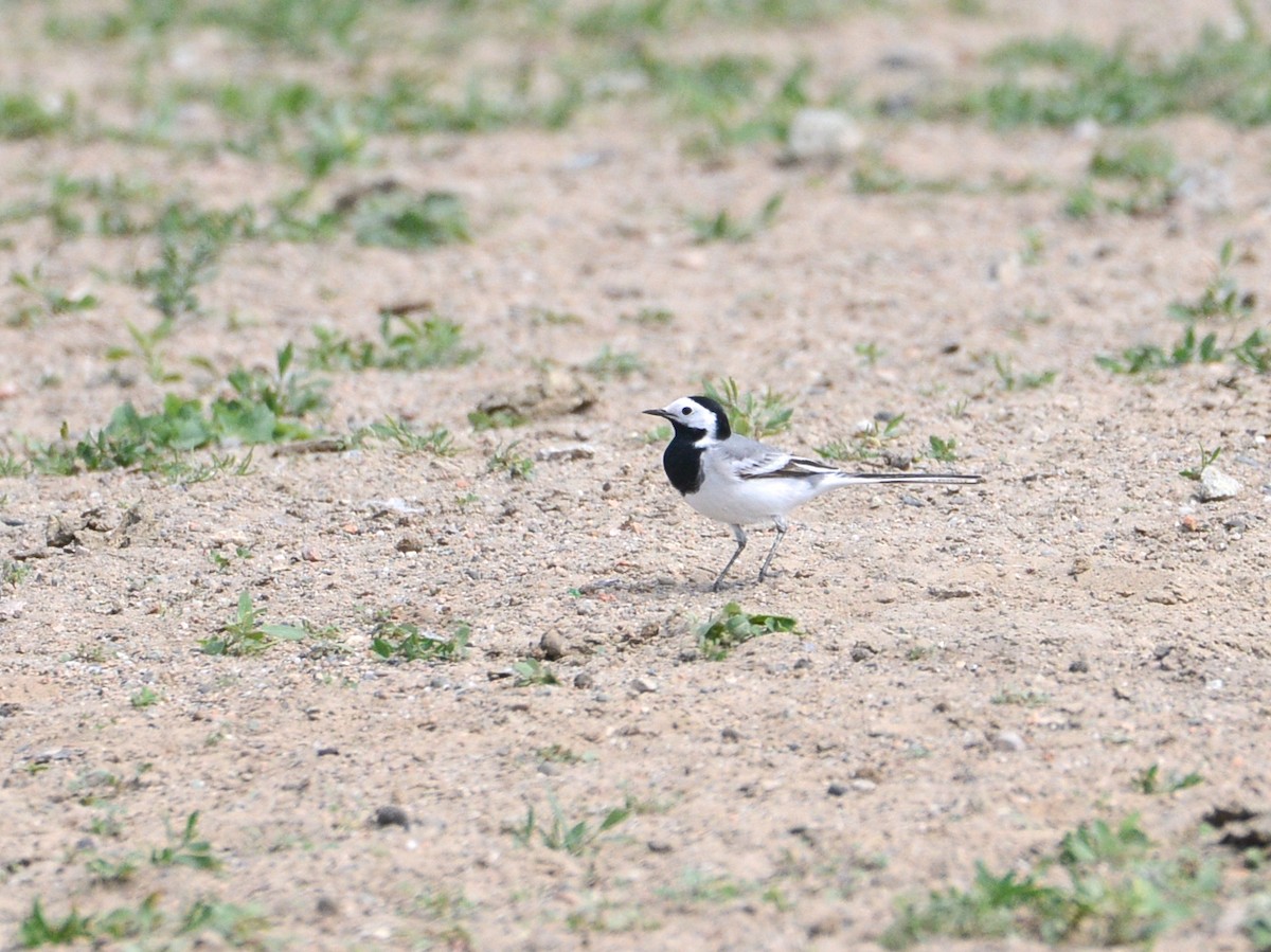 White Wagtail (White-faced) - ML100917651