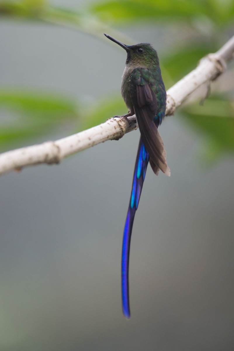 Violet-tailed Sylph - Nige Hartley