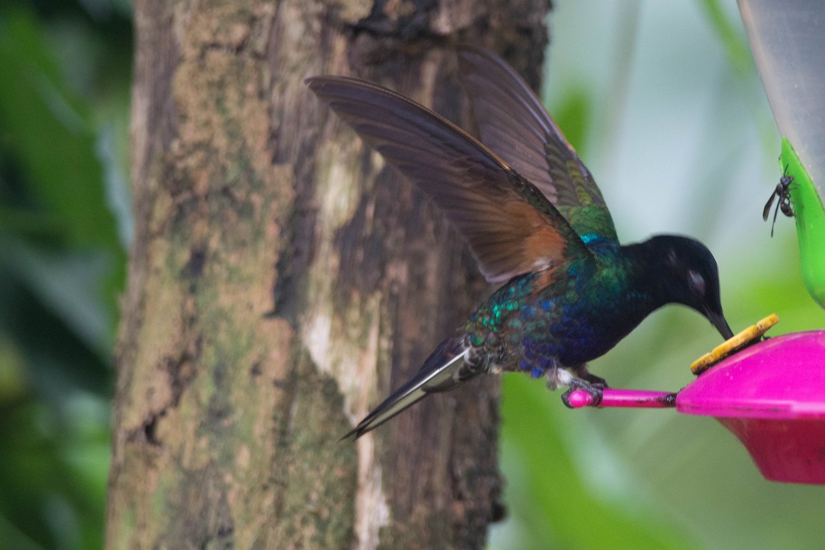 kolibřík hyacintový - ML100918191