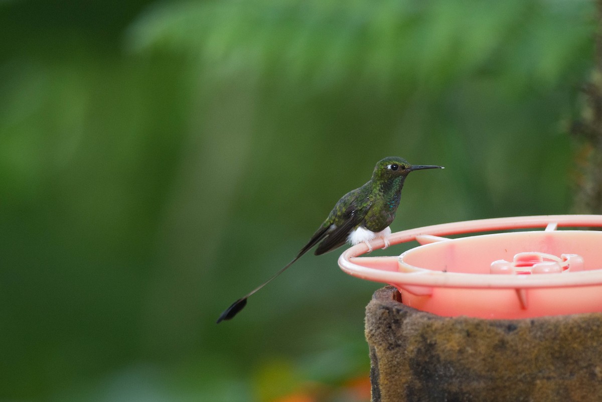 White-booted Racket-tail - ML100918211