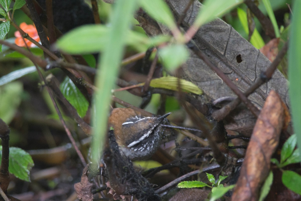 Gray-breasted Wood-Wren (Andean) - ML100918321