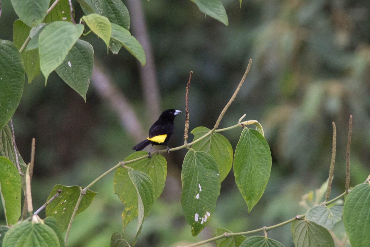 Flame-rumped Tanager (Lemon-rumped) - ML100918331