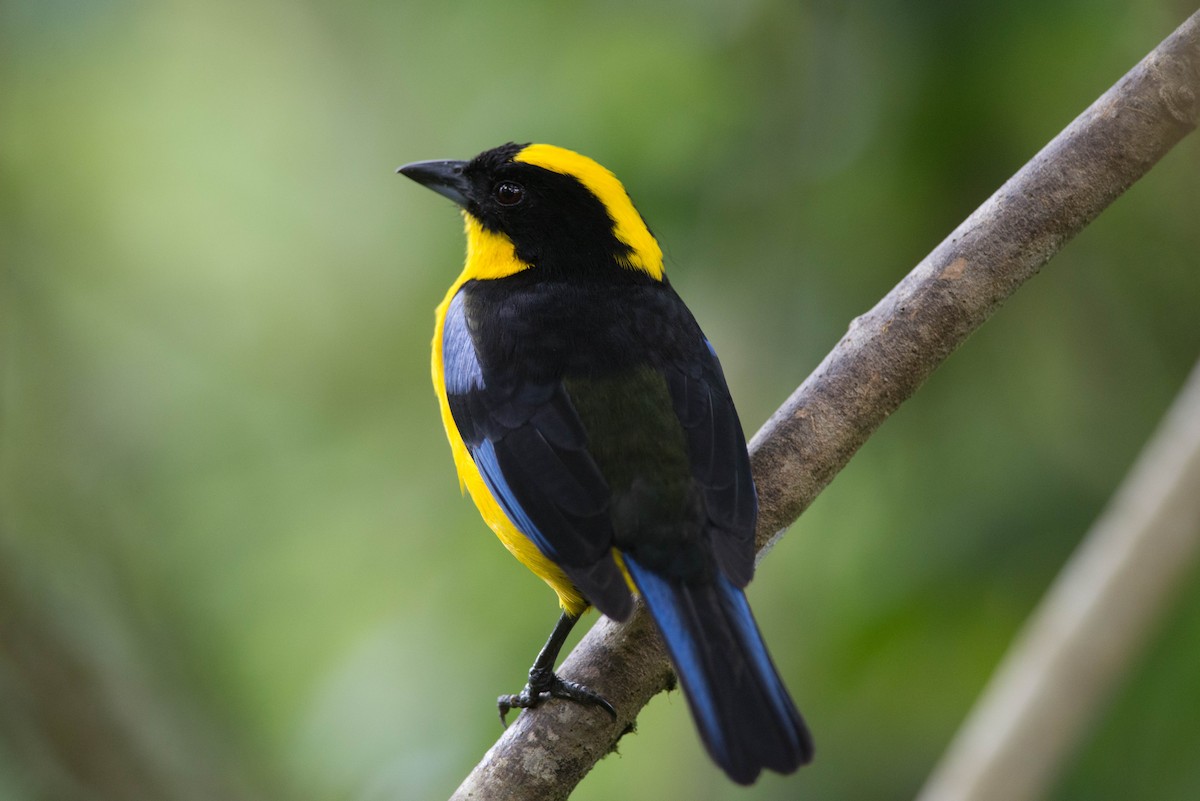 Blue-winged Mountain Tanager - Nige Hartley