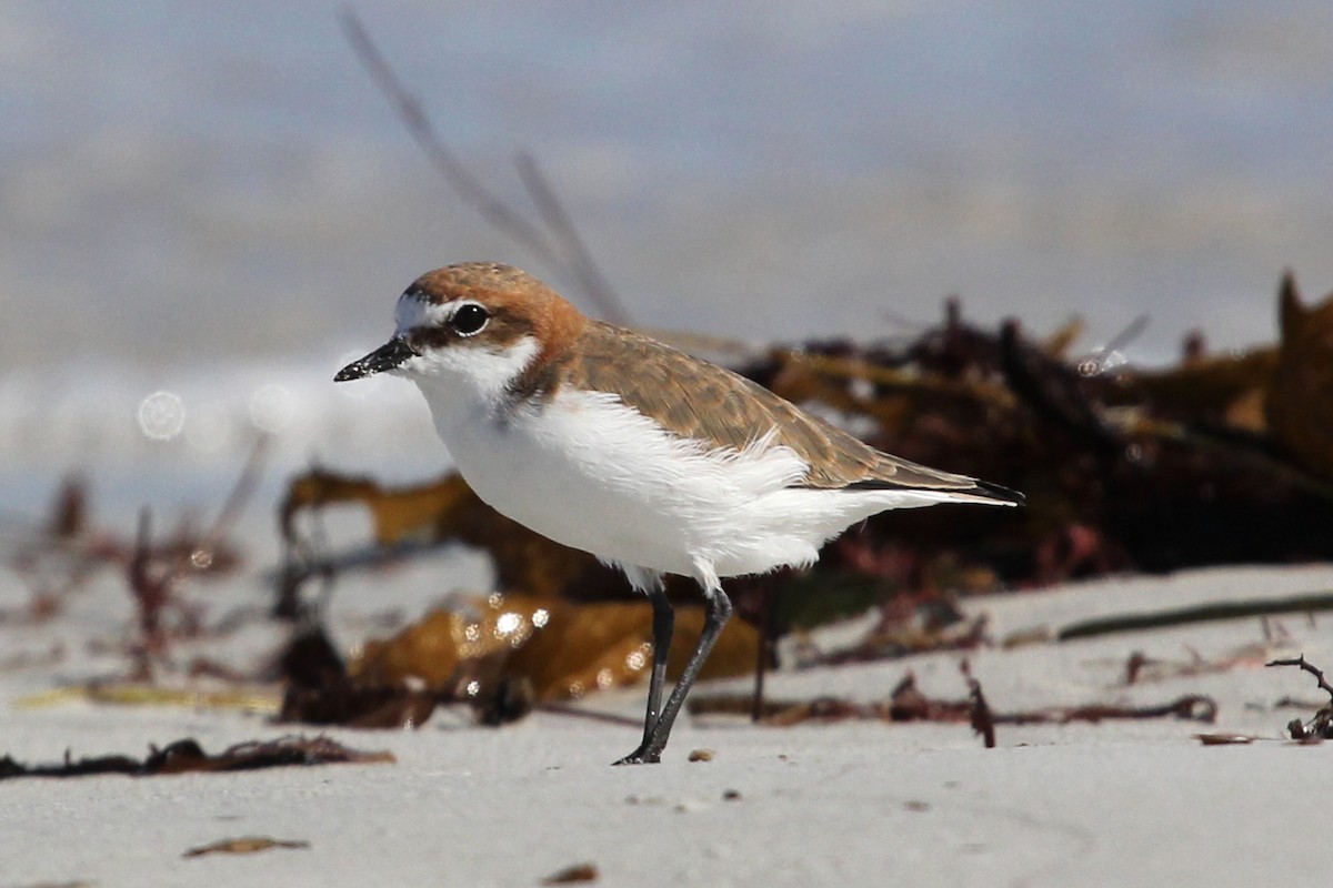 Red-capped Plover - ML100918561