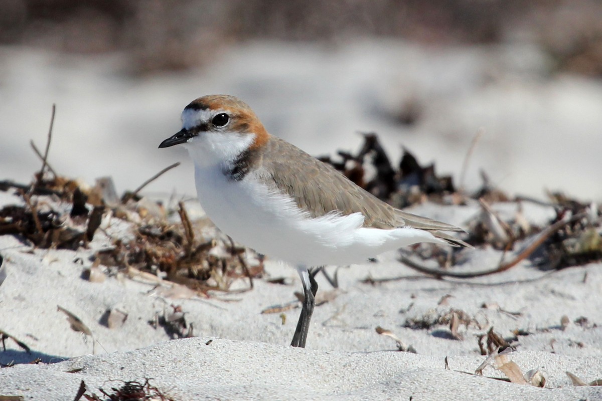 Red-capped Plover - ML100918571