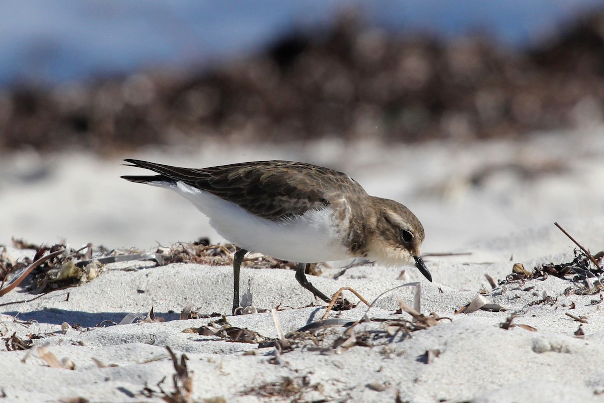 Double-banded Plover - ML100918591
