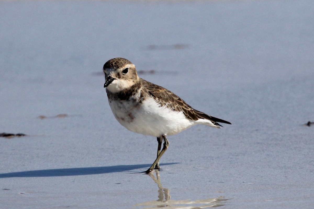 Double-banded Plover - ML100918601