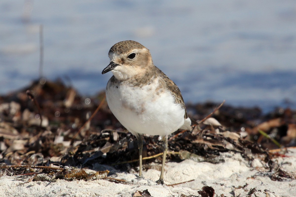 Double-banded Plover - ML100918611