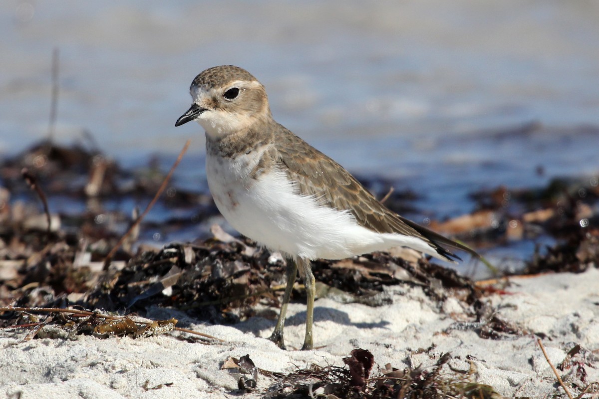 Double-banded Plover - ML100918621