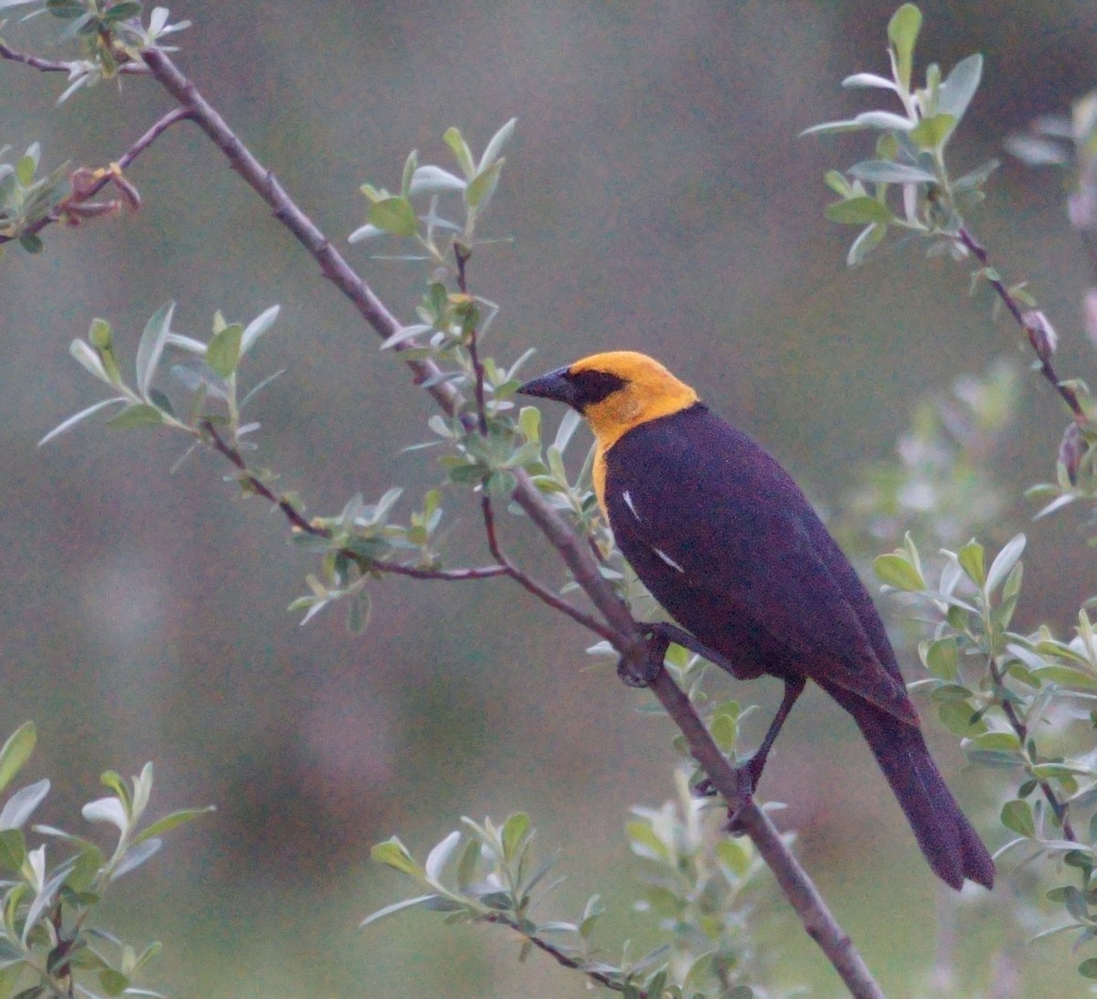 Yellow-headed Blackbird - ML100919421