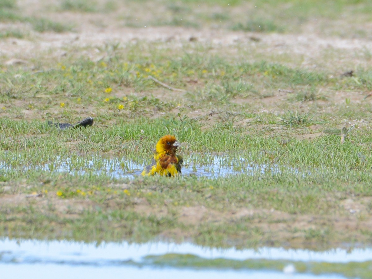 Red-headed Bunting - ML100919981