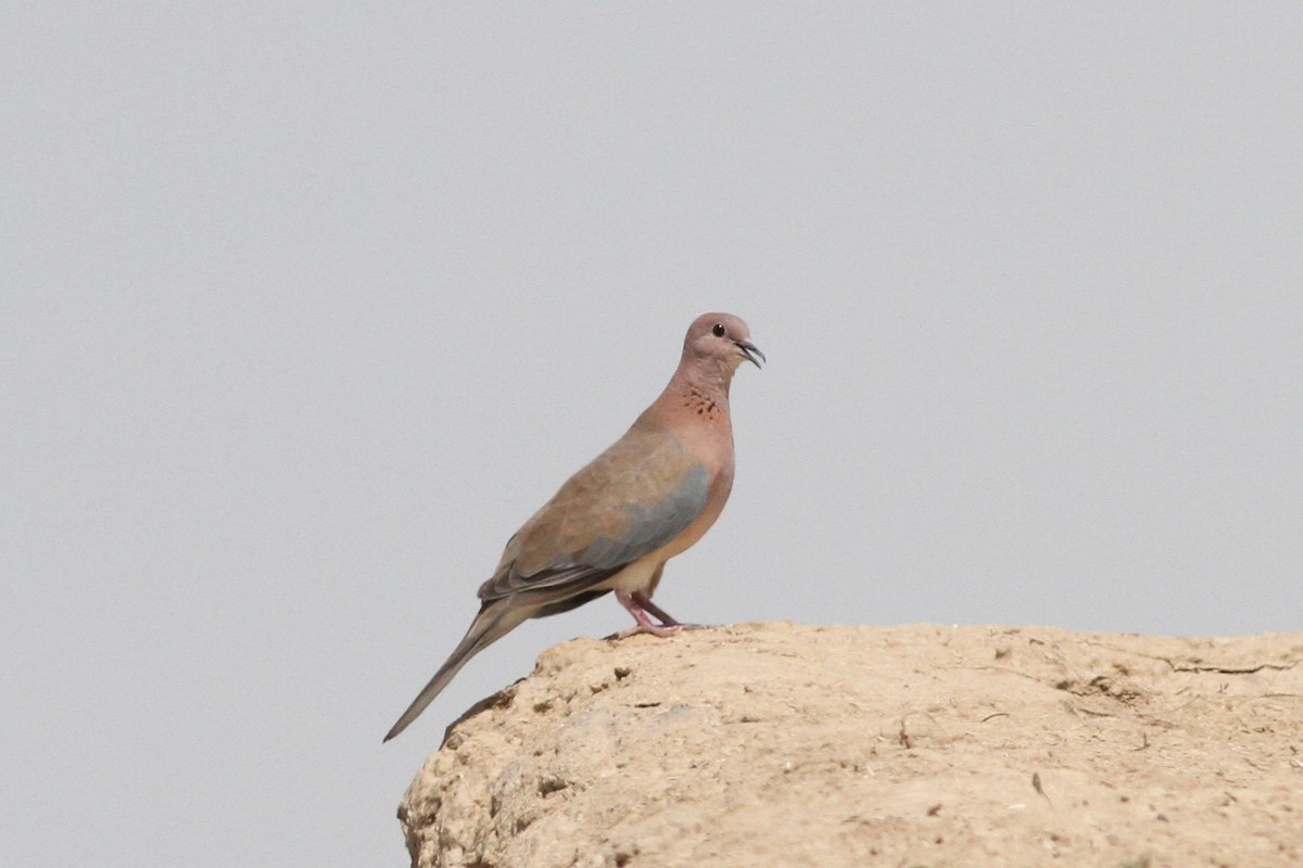 Laughing Dove - ML100920971